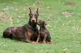 DOBERMANN 321